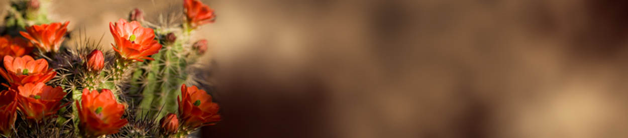 Text or Call 336-468-7665 for more Information