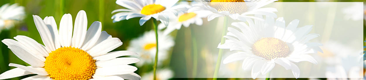 Untitled Header Image